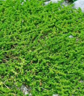 Herniaria glabra
